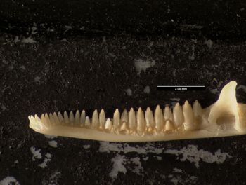 Media type: image;   Herpetology R-64693